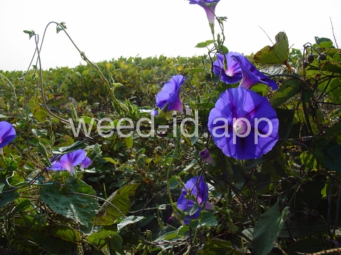 morningglory, tall